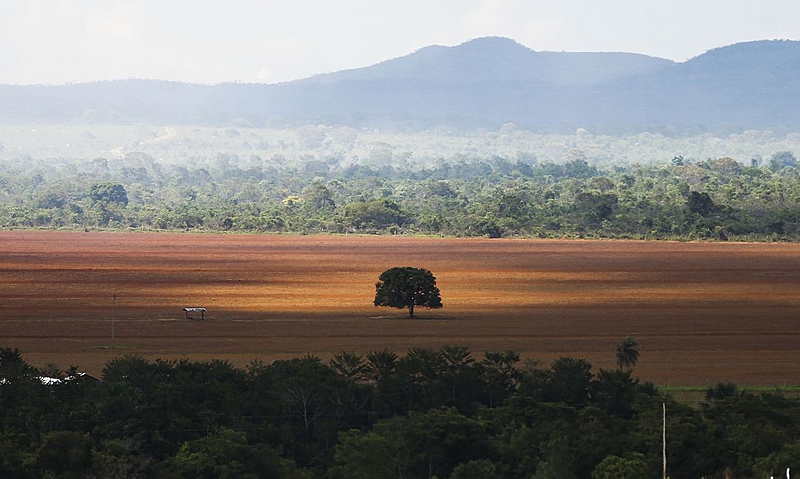 cerrado